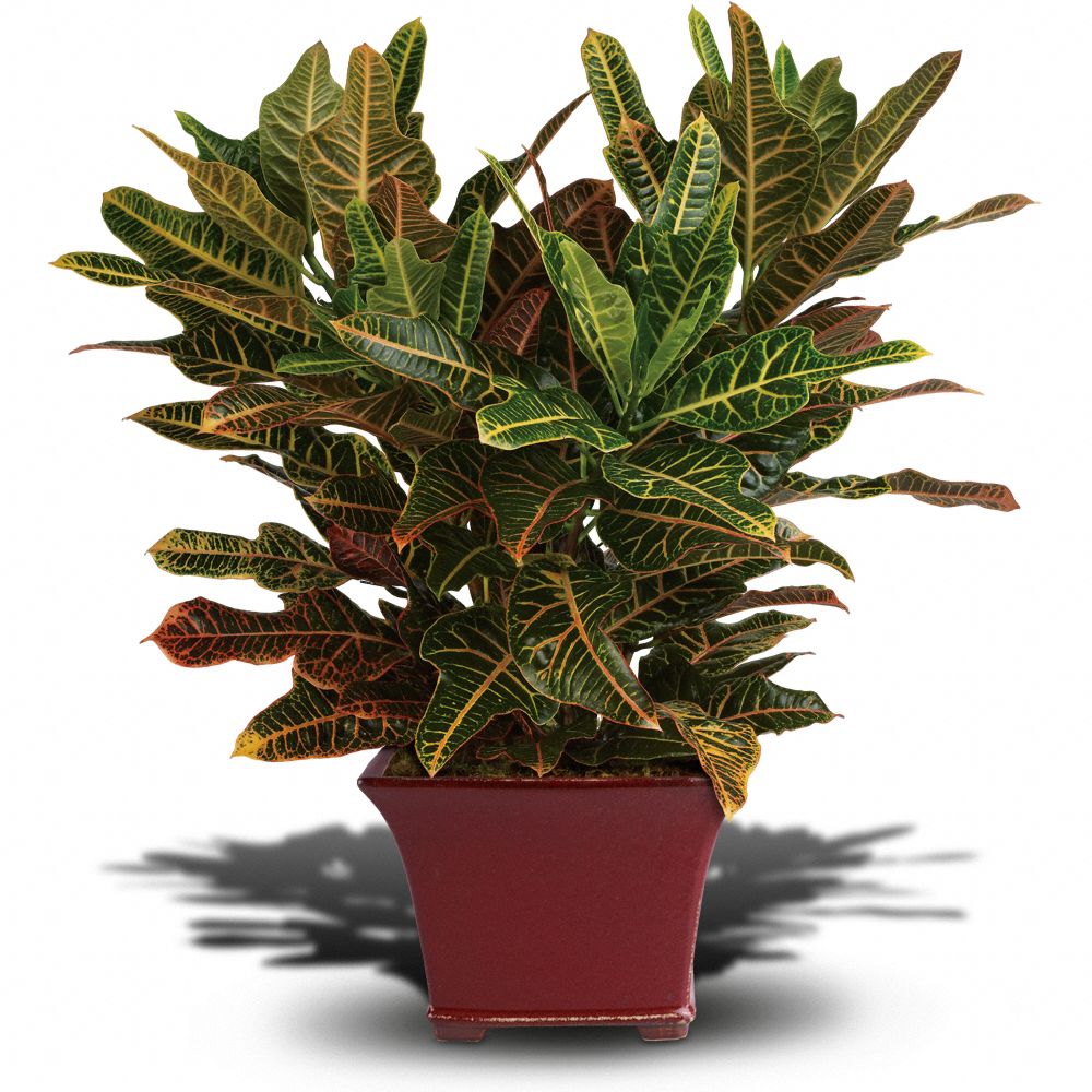 Croton Plants Codiaeum variegatum Pictures, Care Tips
