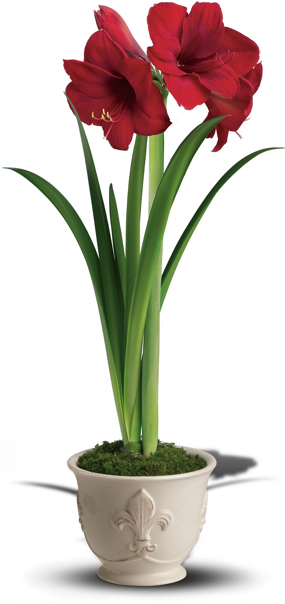 Teleflora's Merry Amaryllis Christmas Plant