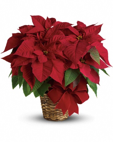 Red Poinsettia plant is potted in a 6-inch pot and presented in a natural basket decorated with wide velvet ribbon.