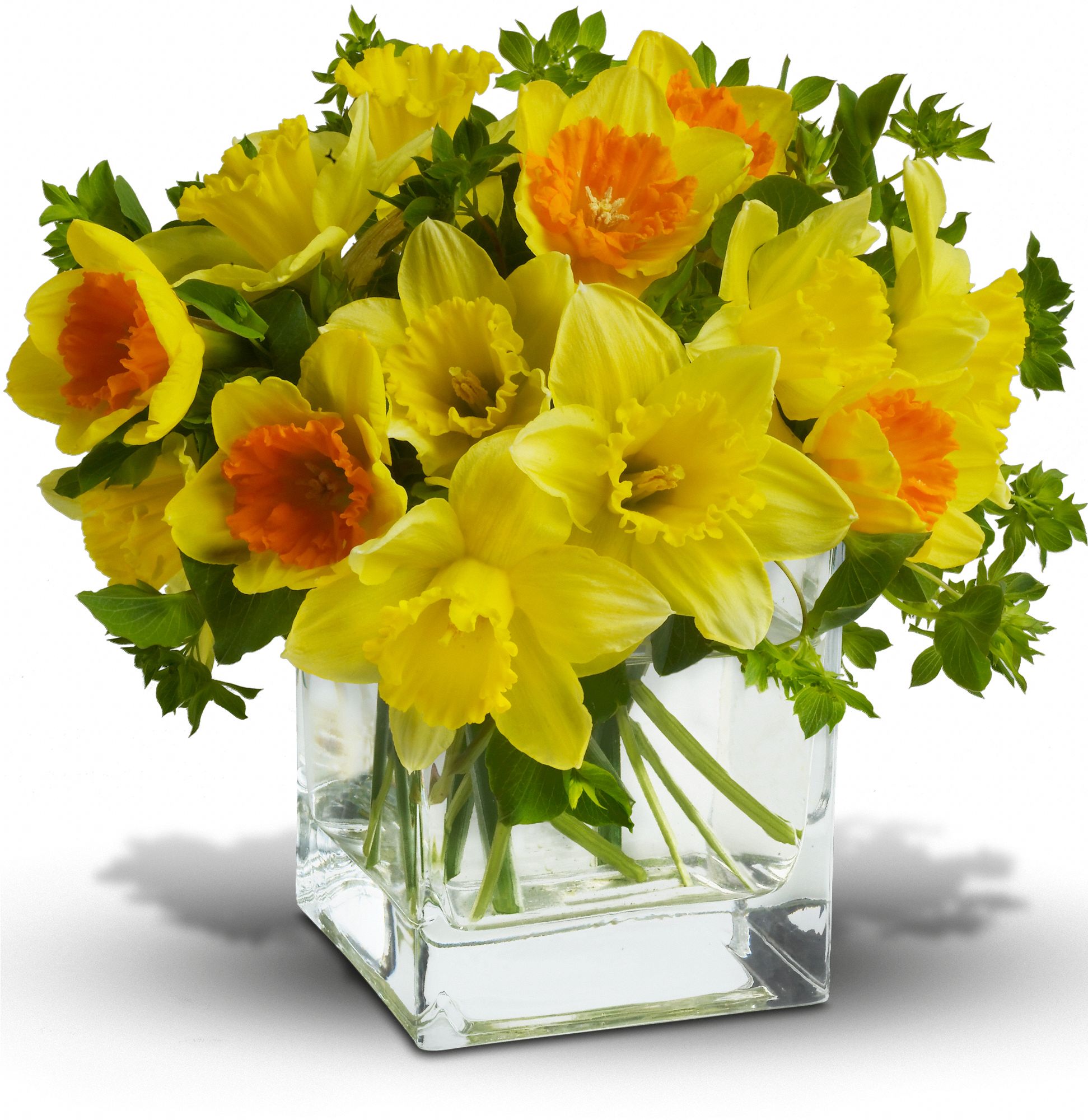 Fresh cut yellow daffodils and yellow bi-color daffodils are mixed with a bit of green bupleurum in a clear cube vase.