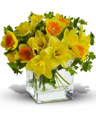 Fresh cut yellow daffodils and yellow bi-color daffodils are mixed with a bit of green bupleurum in a clear cube vase.