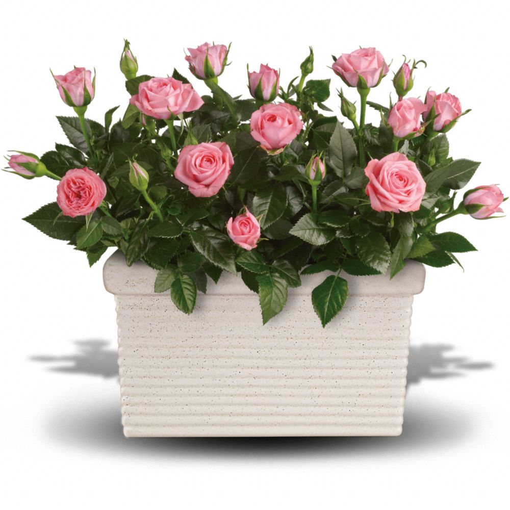 Mini Rose Bush Indoor Care: Tips for Thriving Miniature Roses in Your Home